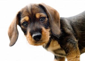 8 week old wire-haired dachshund puppy