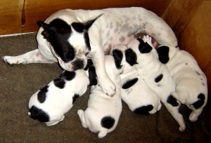 French_Bulldog_with_puppies