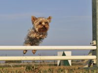 jumping purebred little yorkshire terrier in a day of spring
