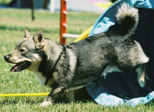 borja-med-agility-2