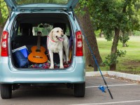 Domestic dog in car trunk