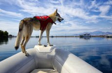 Curious young Czechoslovakian wolfdog with lifejacket stands on the bow of a motor boat.