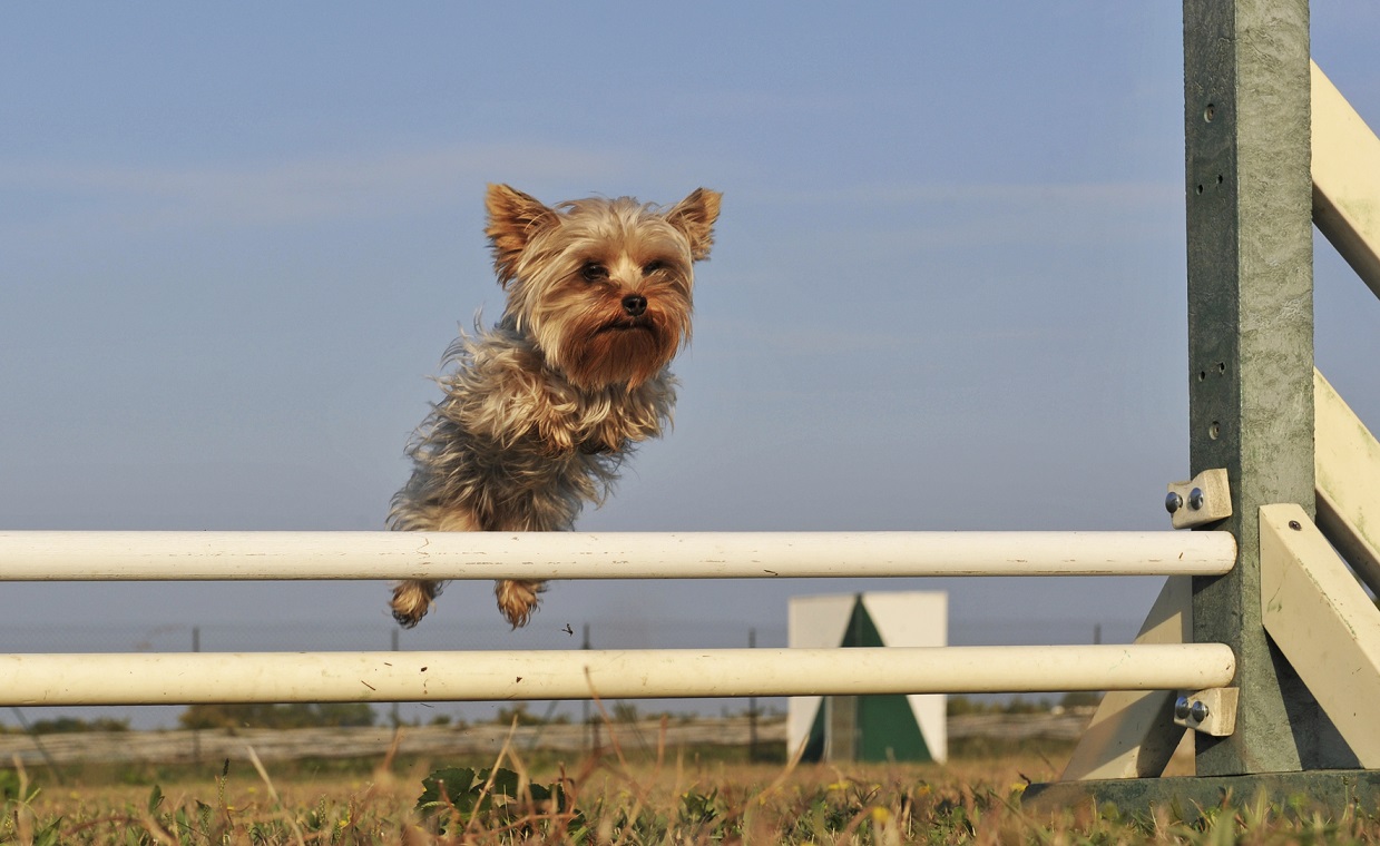 Även en liten Yorkshire-terrier kan tävla agility